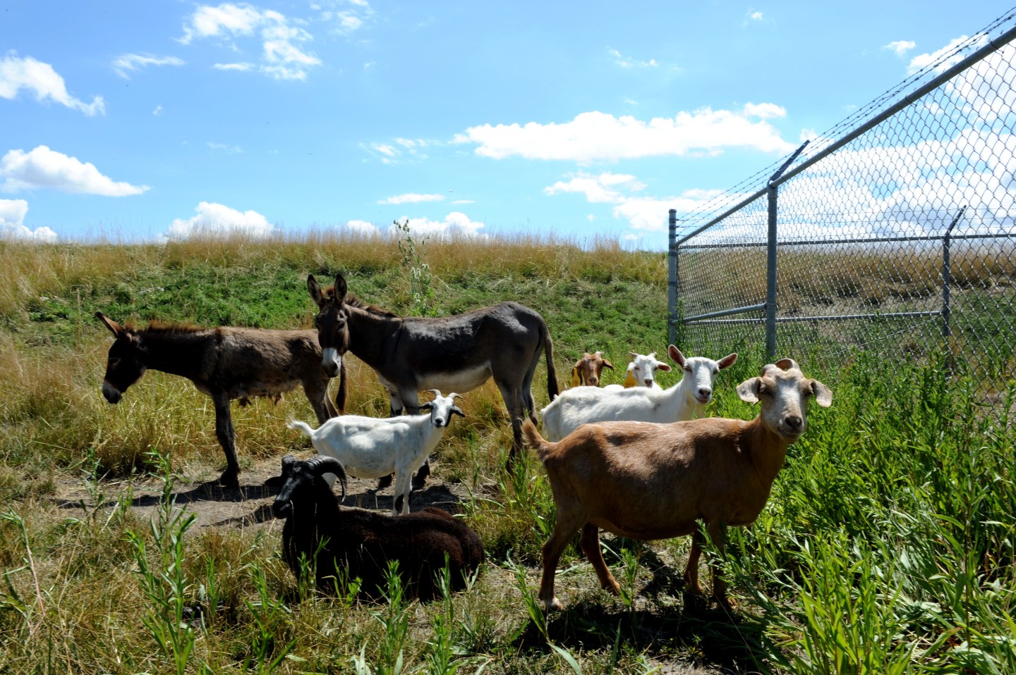 US-AIRPORT-ENVIRONMENT-ANIMALS