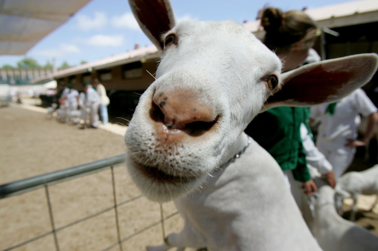 The San Diego County Fair Comes to Southern California