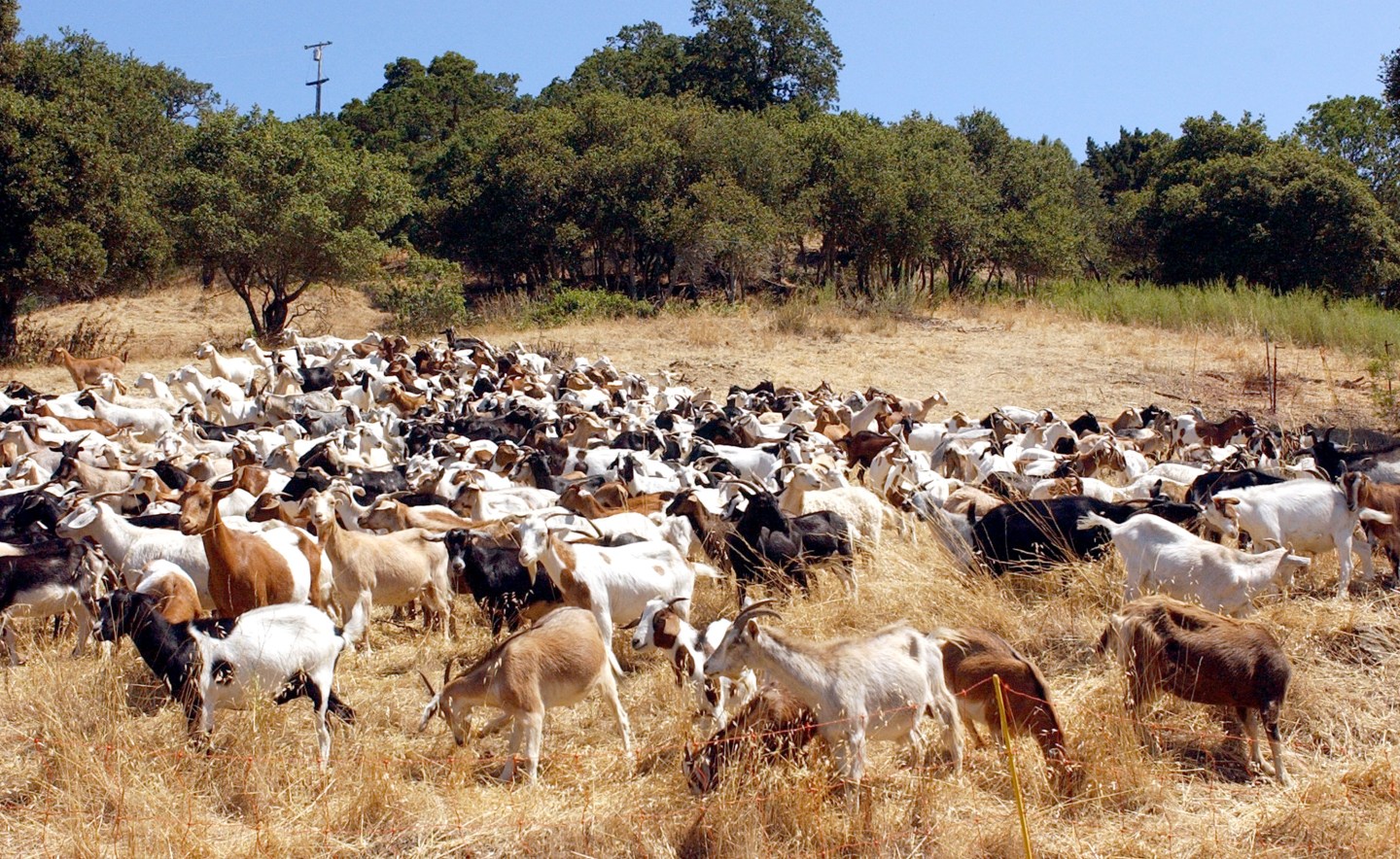 Goats Chew Away Dry Brush
