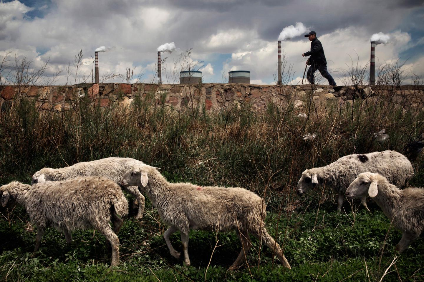 A shepherd drives his sheep