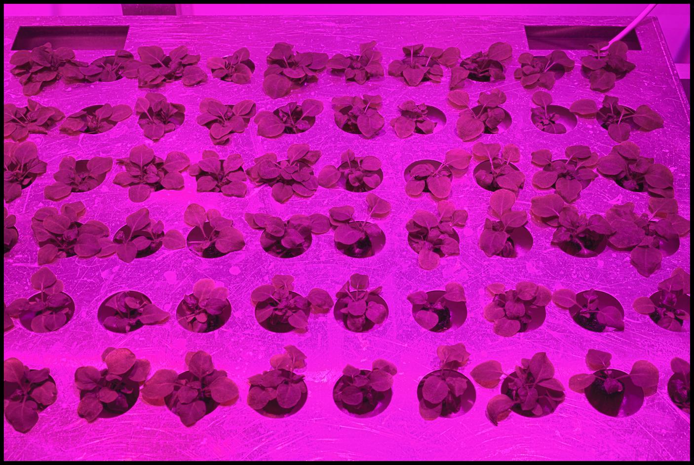 Caliber can produce an antibody-infused tobacco plant in just weeks.