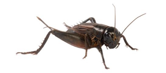 MAC-food-cricket