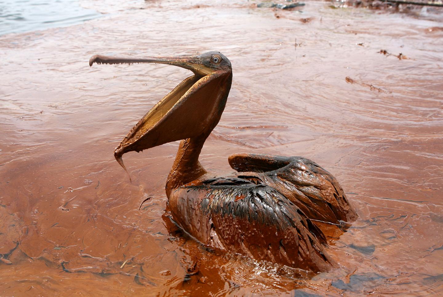 An exhausted oil-covered brown pelican sits in a pool of oil along Queen Bess Island Pelican Rookery