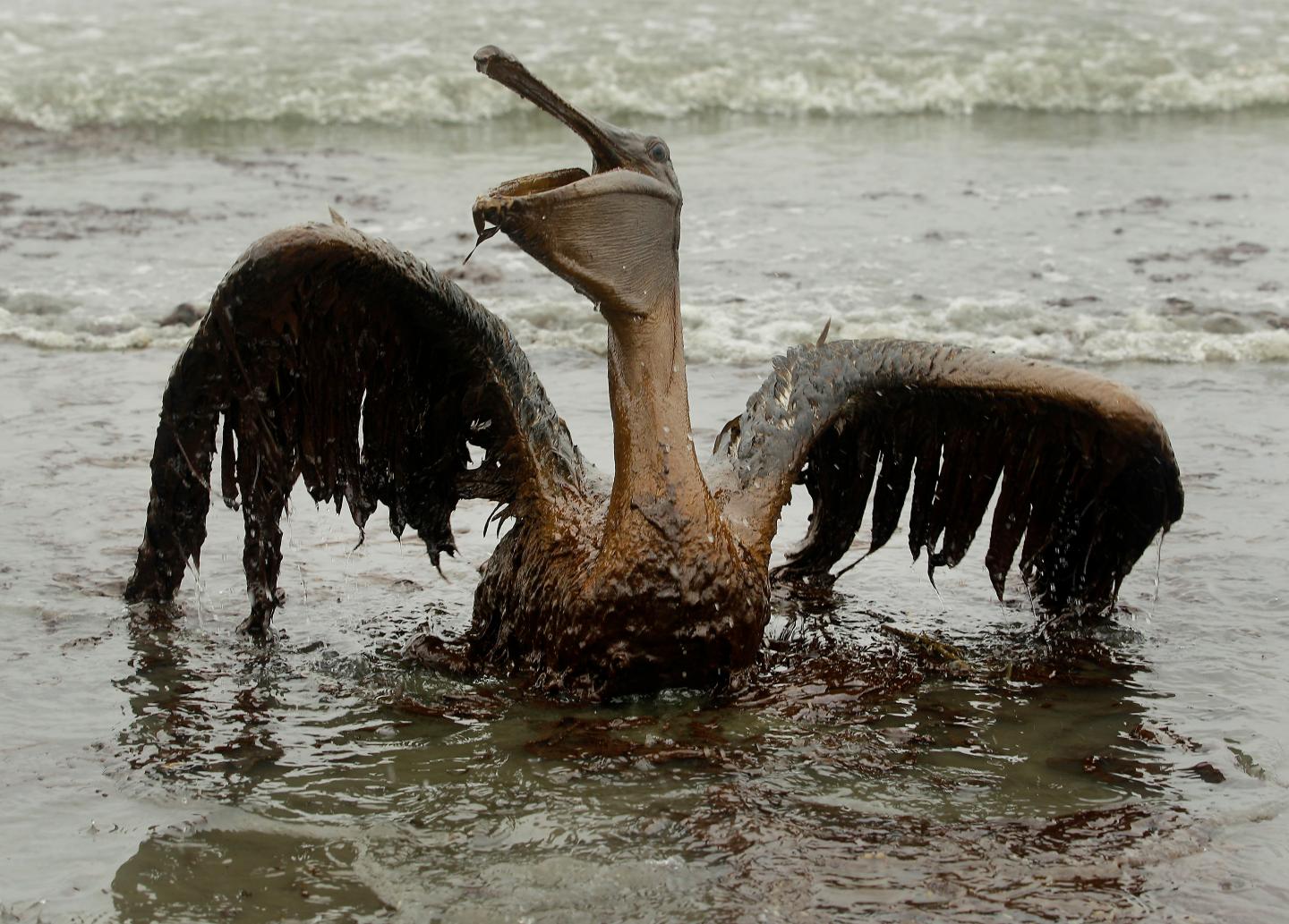 Gulf Oil Spill