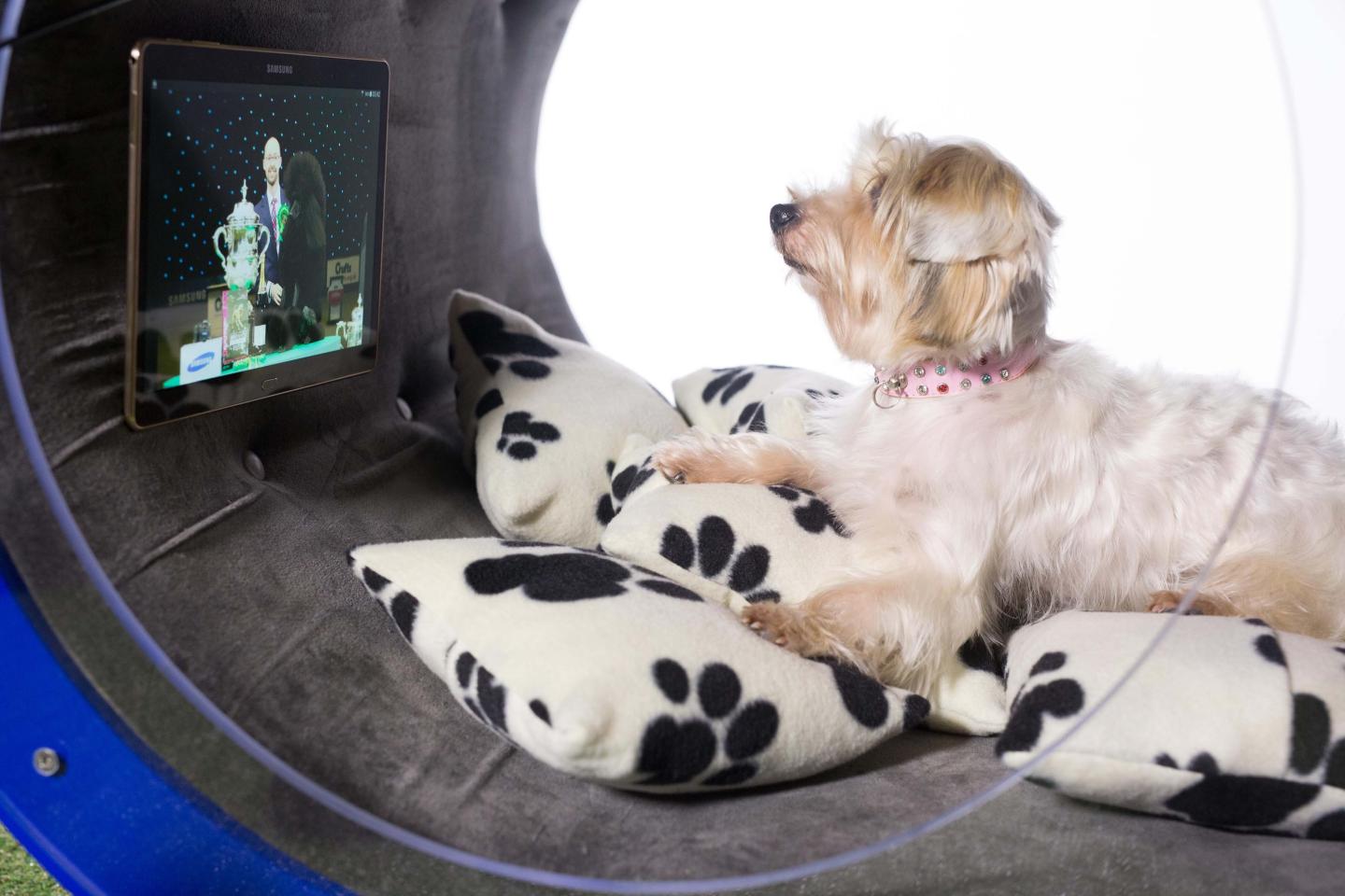 Samsung Dream Doghouse