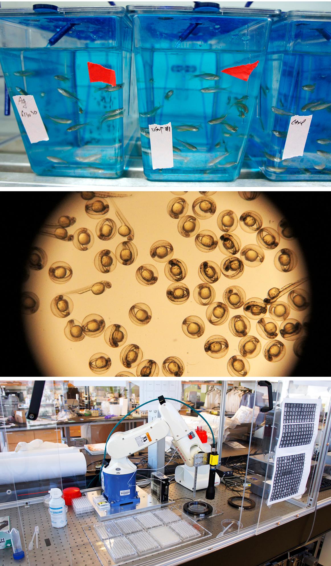 UCLA CEIN, Nano lab