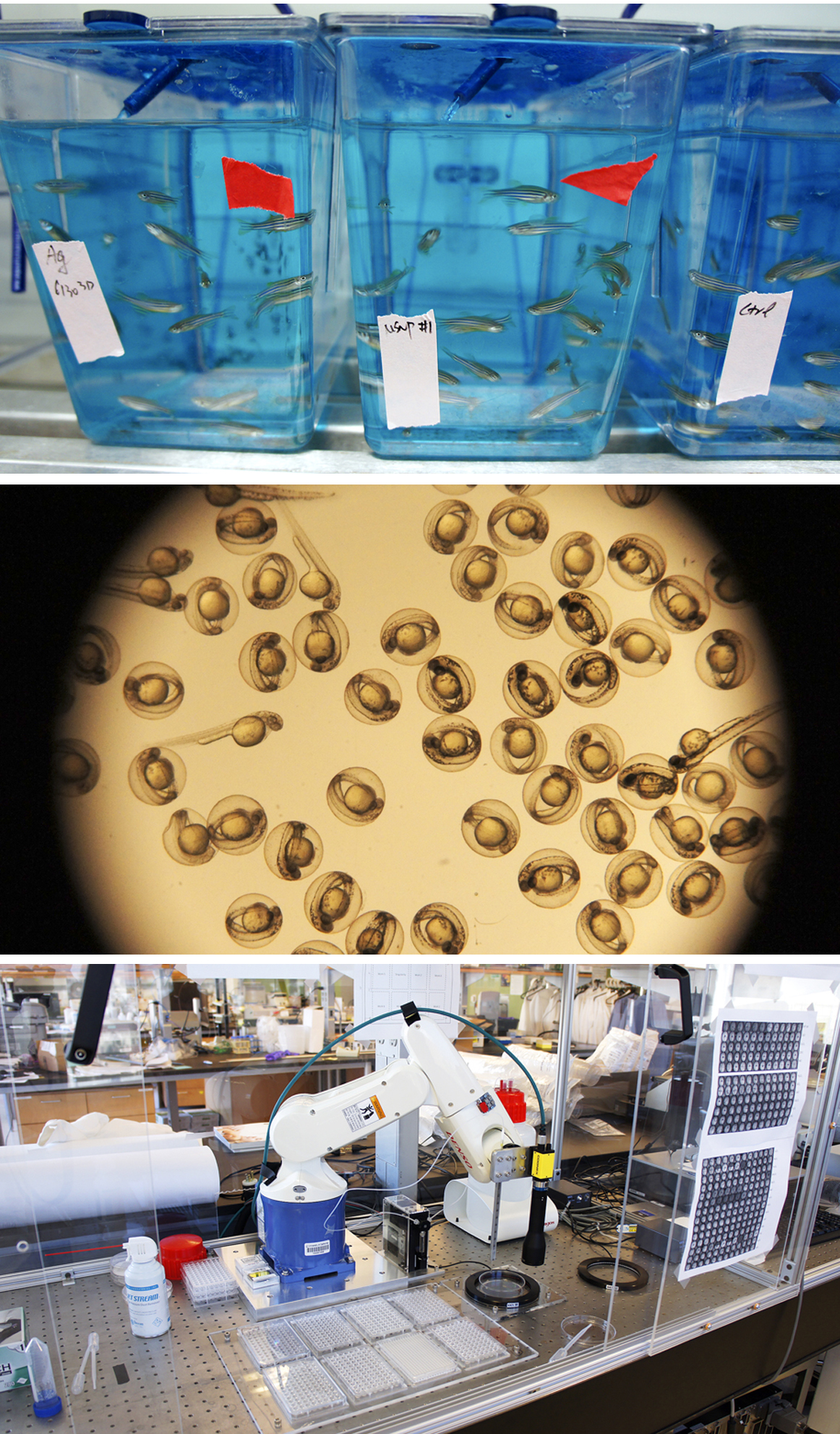 UCLA CEIN, Nano lab
