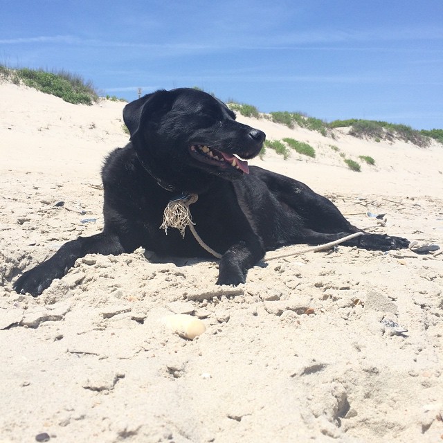 The author's dog, Addie