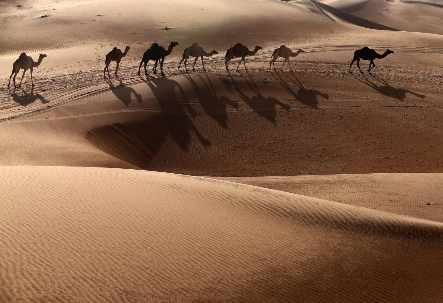 UAE-CAMEL-DESERT-NATURE-TOURISM