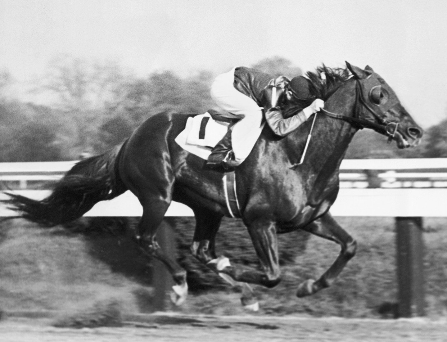 Whirlaway Pimlico Special