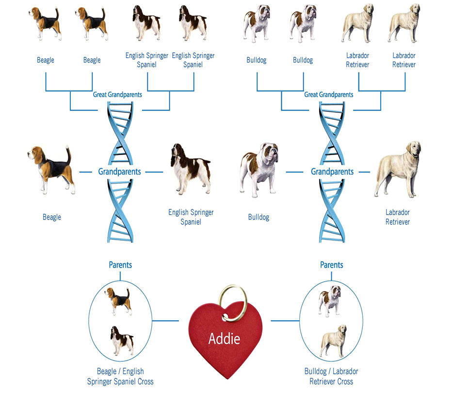 Addie's family tree, according to DNA testing.