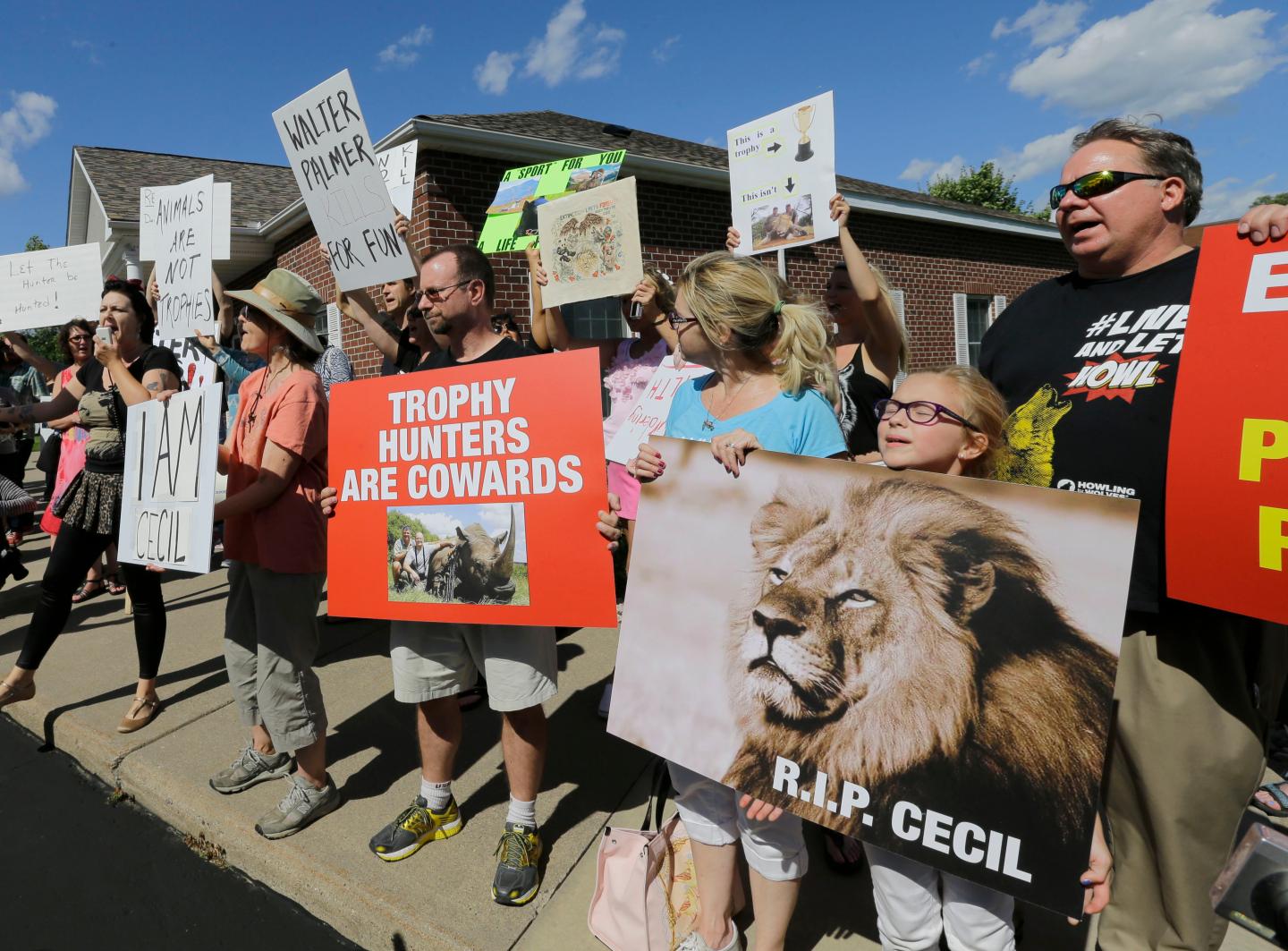 Zimbabwe Lion Killed