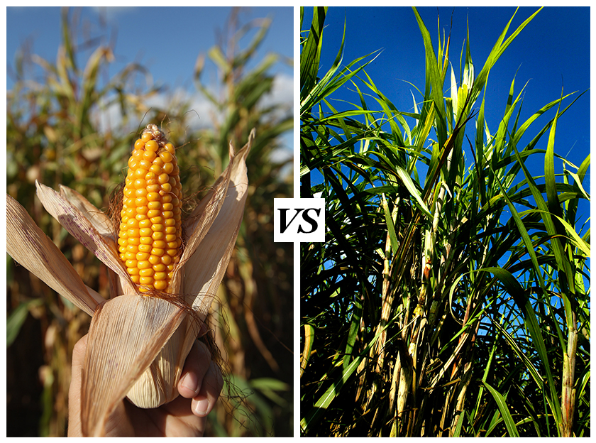 MAC08 Sugar VS. Corn