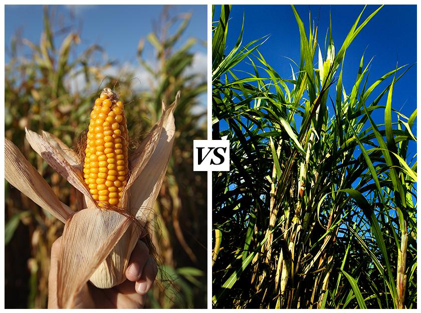 MAC08 Sugar VS. Corn