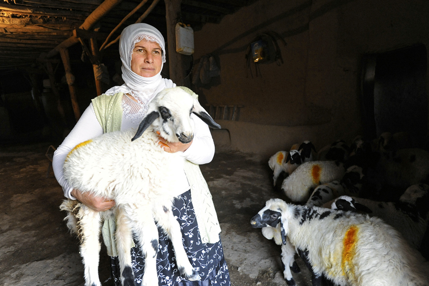 GOAT FARMER IN TURKEY WORKS WITH WHOLE PLANET FOUNDATION TO FUND BUSINESS. 2009
