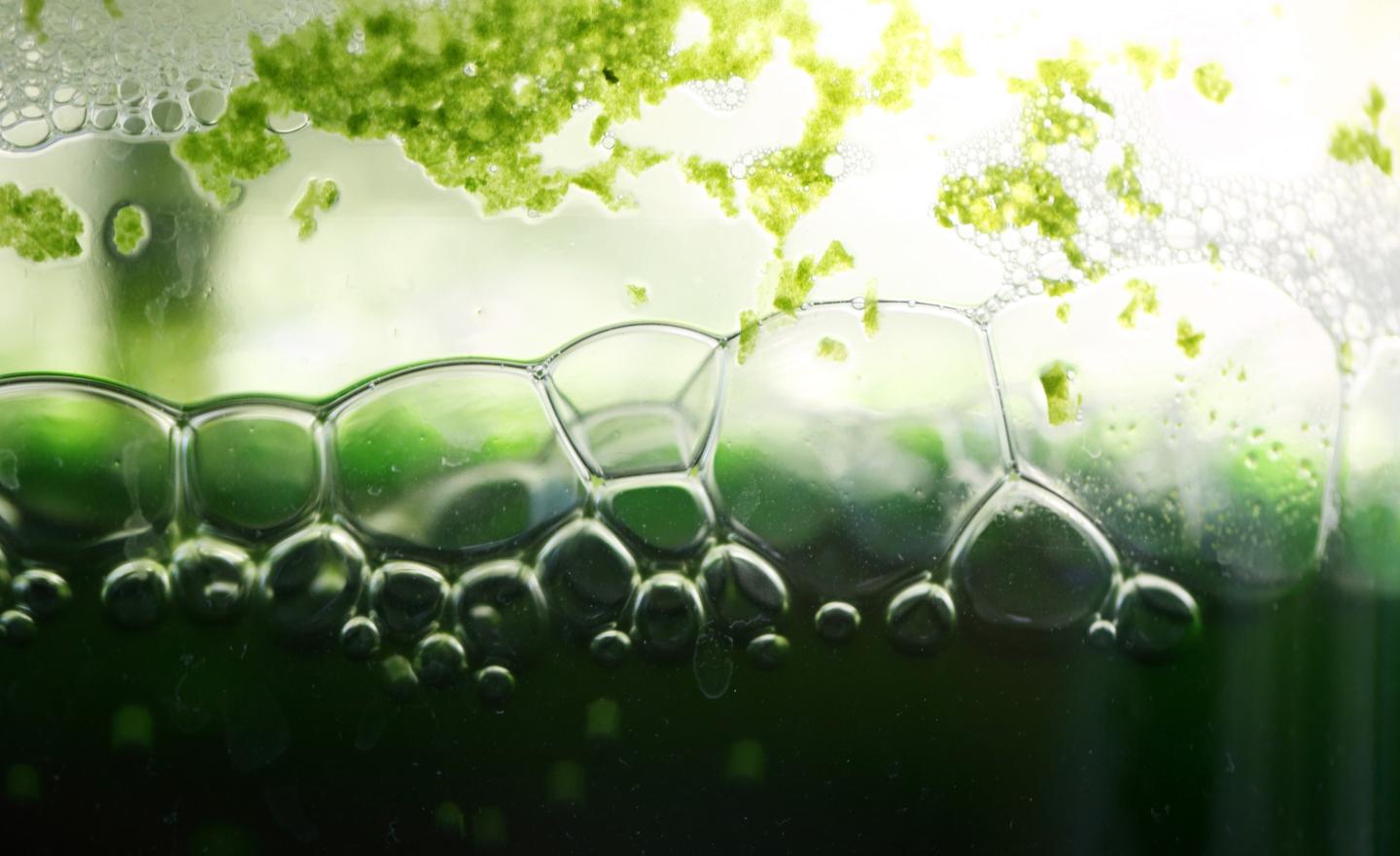 Euglena Research Laboratory Tour