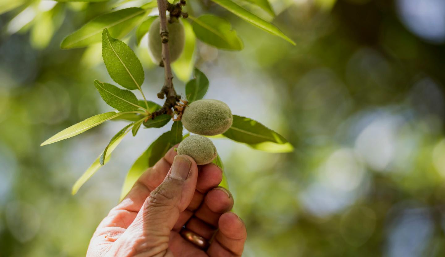 Operations At Del Bosque Farms Inc. As California Lawmaker Back Spend To Battle Drought