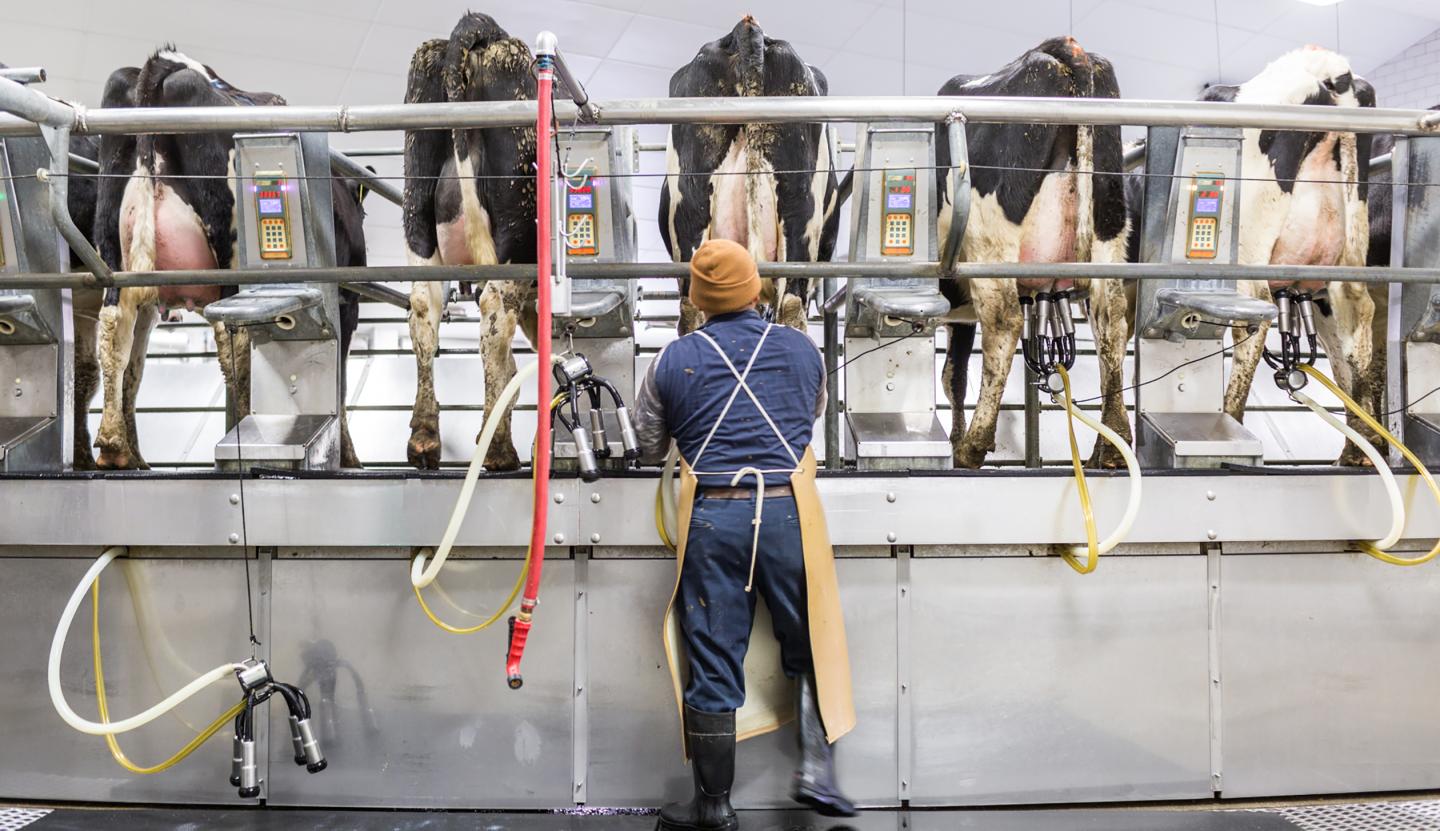 A worker attaches milking hoses to cows during their time on the rotary milking machine at Fair Oaks Dairy in Fair Oaks, Ind., on Janurary 7, 2016.