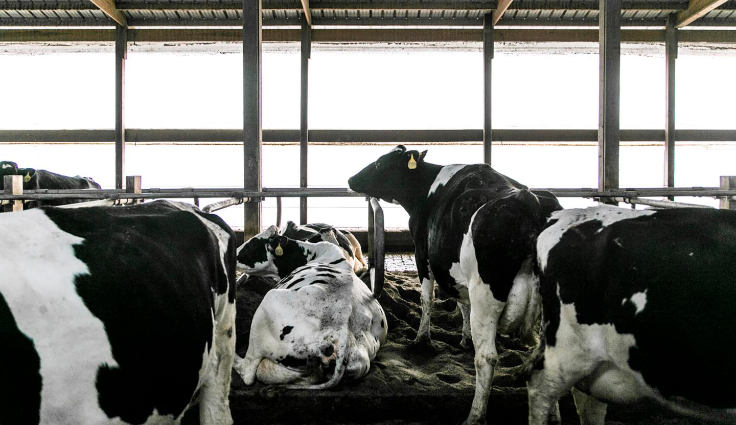 Dairy.Oaks.Farm.6