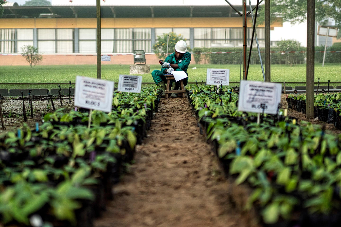 A worker takes samples inside a greenhouse in Nestlé’s R&D center in Abidjan. Since 2009, the company and its partners have given 5.2 million plantlets to farmers.