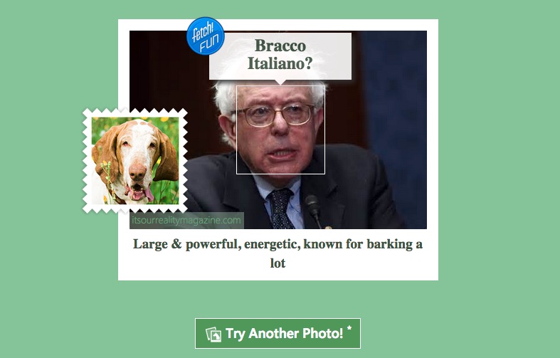 Bernie Sanders 2 dog