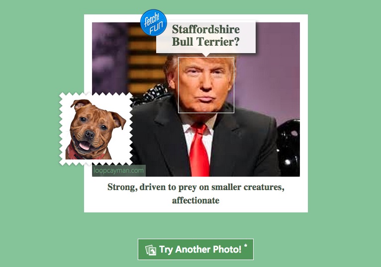 Donald Trump Dog