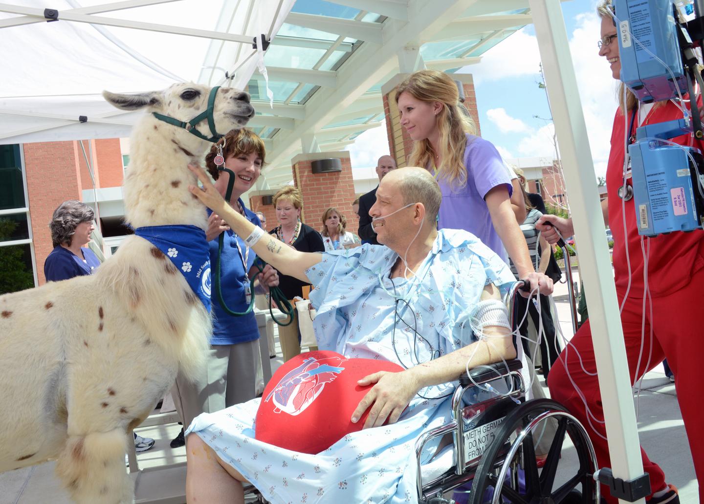A patient pets a llama at Methodist Le Bonheur Healthcare, No. 8 on this year's list of the 20 Best Workplaces in Health Care.