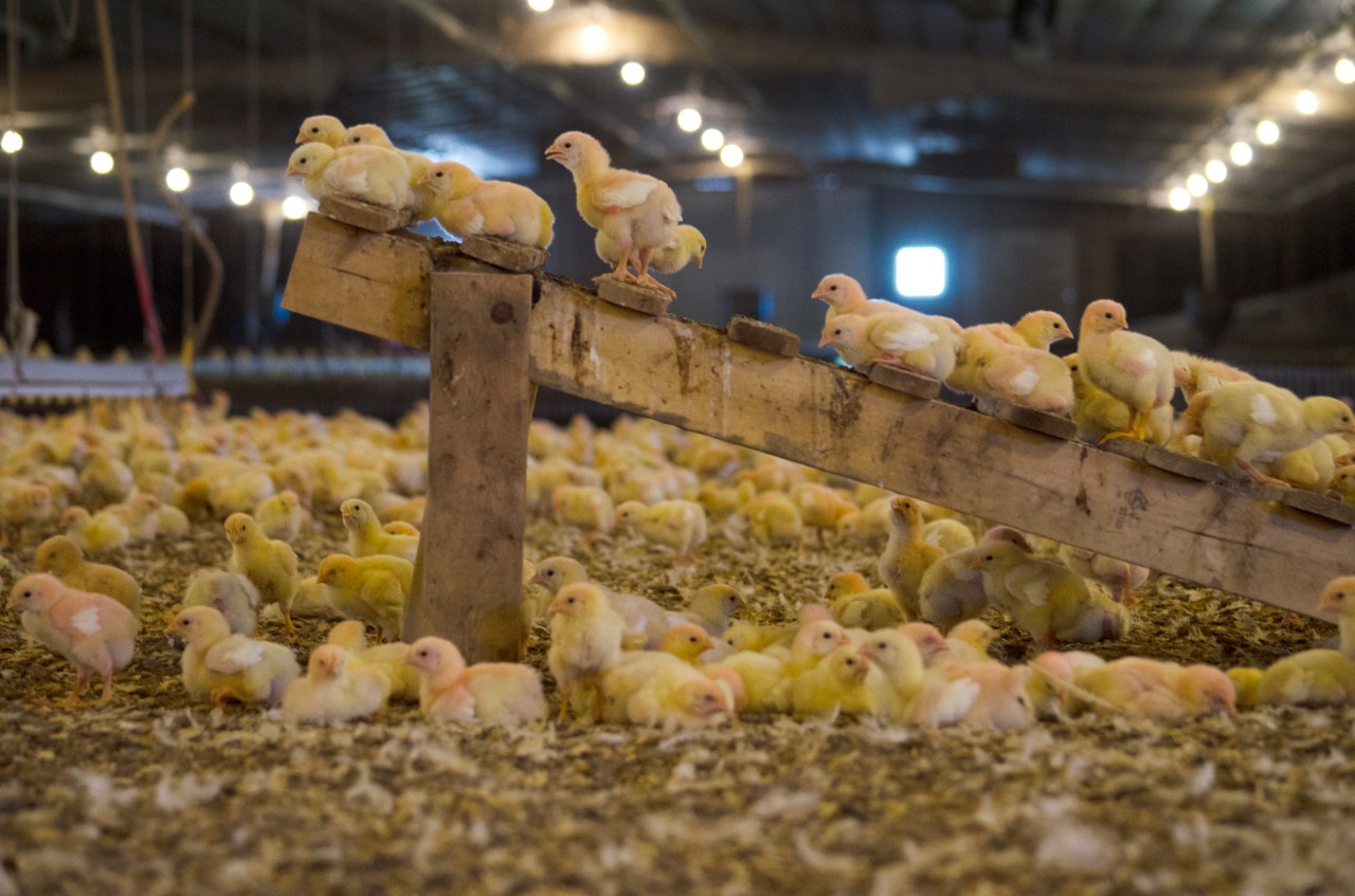 Perdue Is Planning New Chicken Welfare Practices Fortune