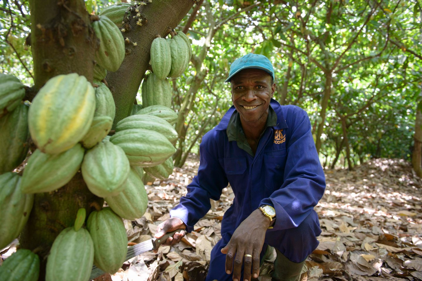 Joseph Acheampong, 51, has been a cocoa farmer for 10 years. CARE helped him with information on better agricultural practices, like pruning, shade management, fertilization. Before this intervention, he was producing around 15-20 bags of cocoa (62 kilos per bag) per year. Now he's producing around 50 bags a year. With the extra income, he's taking care of his family and paying school fees for his children. But he also started a small business by buying a van that acts as a taxi or mini bus, transporting passengers. He hires a driver to drive the vehicle 5 days a week. He earns about $17 a day from this van. There is no way he could have started this business without the extra income that is coming from his farm now, he says. He is also building a house in Kumasi for the family, what will be their main house (cocoa farmers sometimes have main houses in larger towns/cities and more modest homes near the farms), with the extra money he's earning now. Nsuta Nyamebekyere, Ghana.