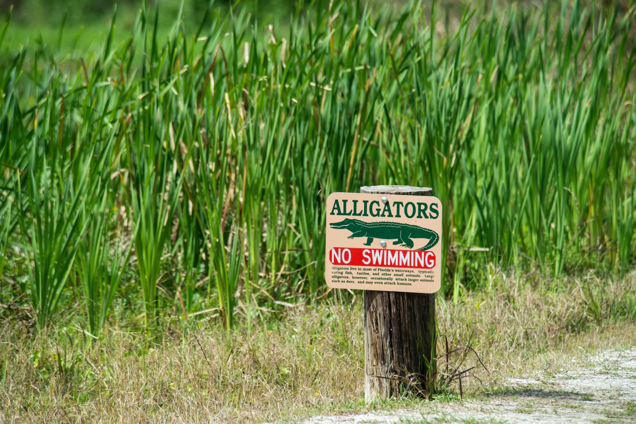 Disney World Alligator Attack Signs Warn of Swimming Dangers Fortune