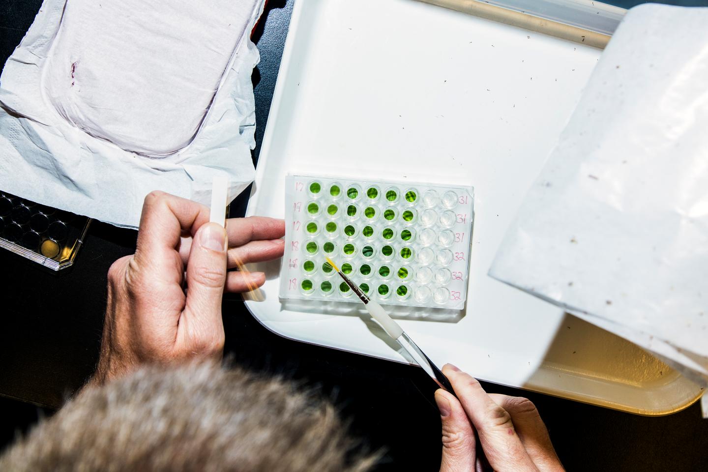 Todd Smith, a research associate in the Advance Testing and Systems Improvement Team, infects samples of genetically modified corn plants with Southwestern Corn Bore insects in the Entymology Lab at Monsanto's research facility in Chesterfield, Mo., on Thursday, May 5, 2016, in order to test the plants' resistance to the insect. Photo by Ryan Donnell