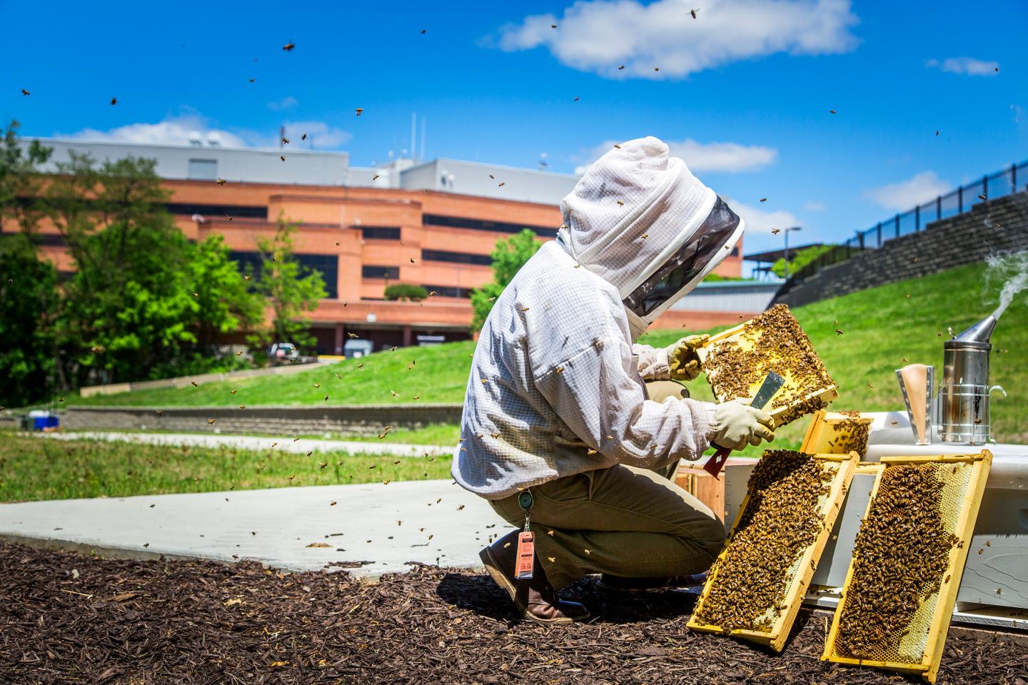 Alex Inberg, the Varroa Project lead, checks hives of honey bees located outside Monsanto's research facility in Chesterfield, Mo., on Thursday, May 5, 2016. Photo by Ryan Donnell
