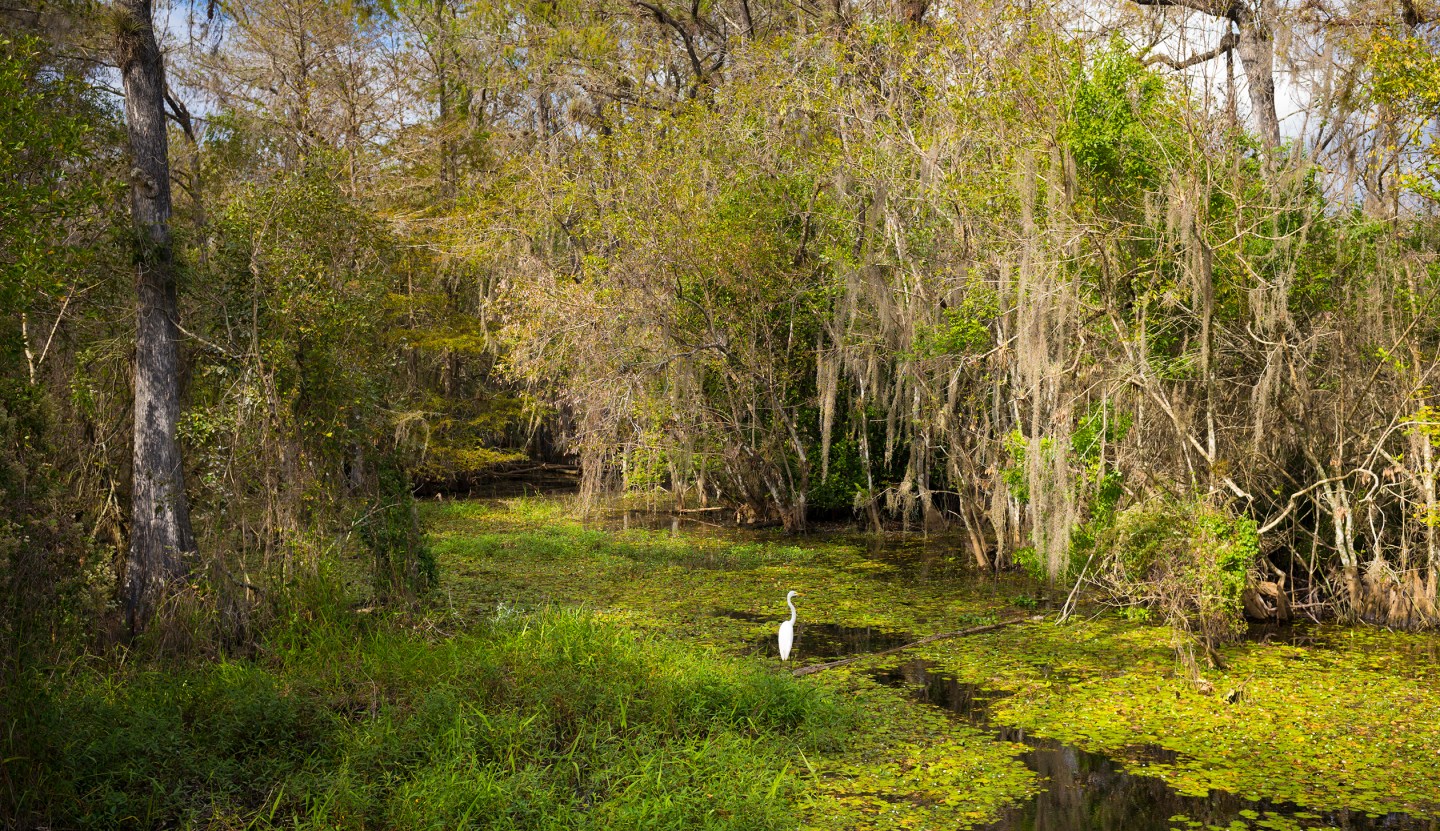 Great Egret, Florida Everglades, USA