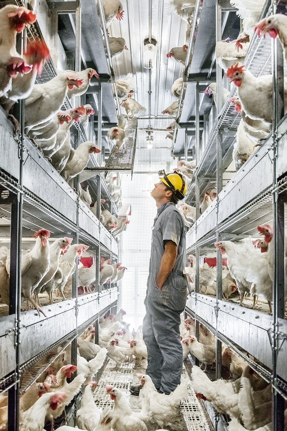 Flocking to the Future: A cage-free chicken house at Herbruck's Poultry Ranch, which will soon be providing McDonald's with eggs from unconfined birds.