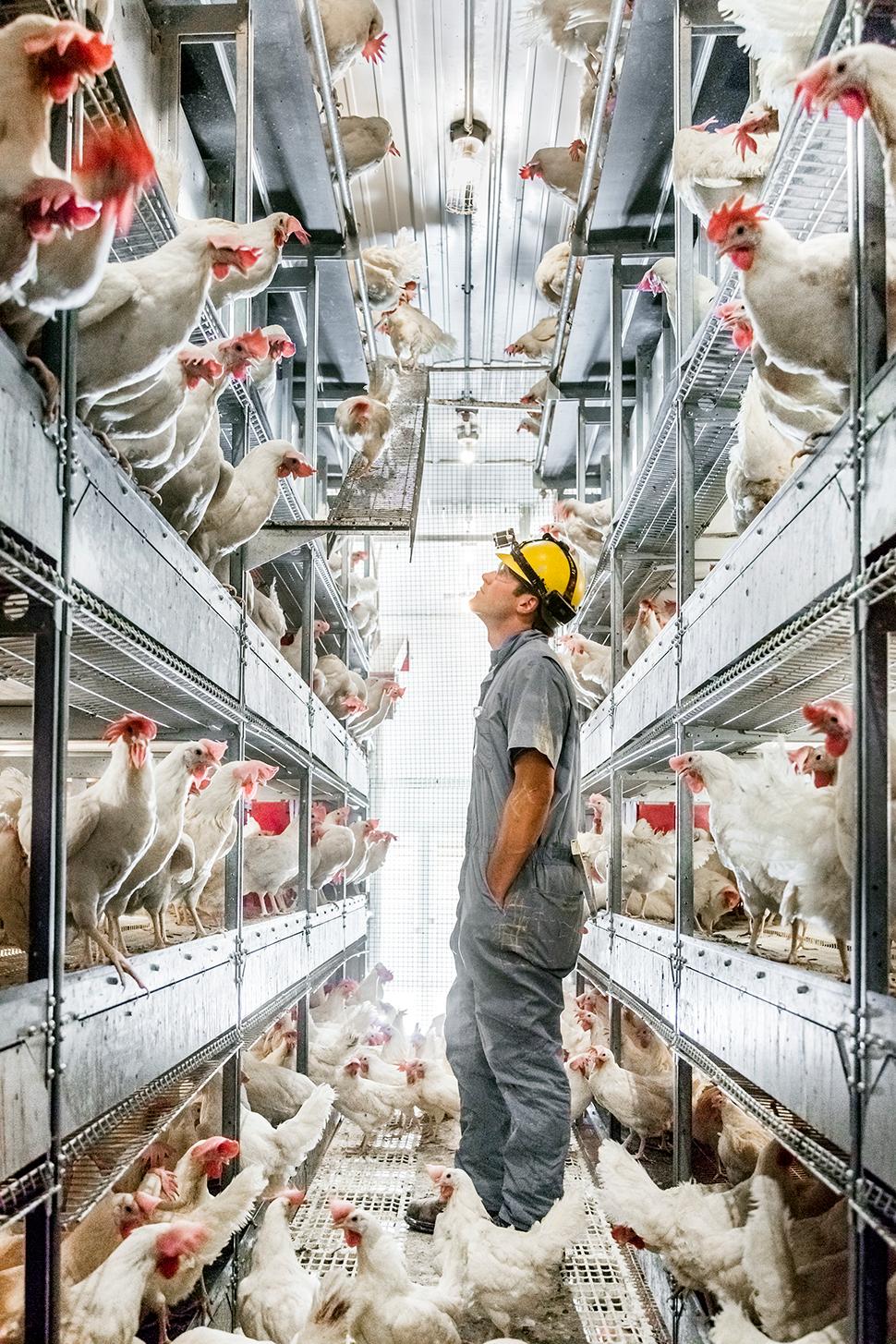 Flocking to the Future: A cage-free chicken house at Herbruck's Poultry Ranch, which will soon be providing McDonald's with eggs from unconfined birds.