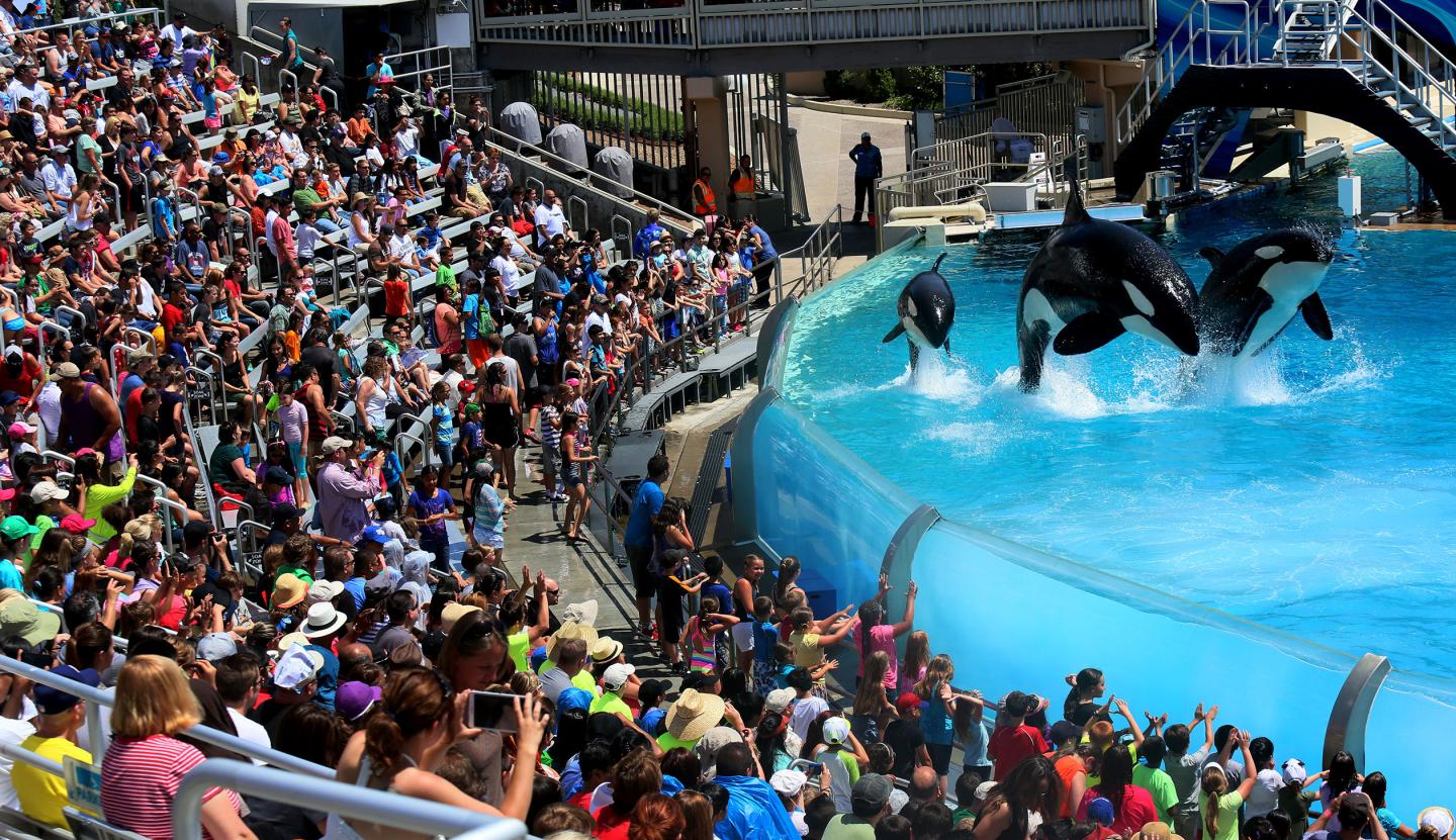 USA: Travel: Seaworld San Diego Tries to rebound after Blackfish