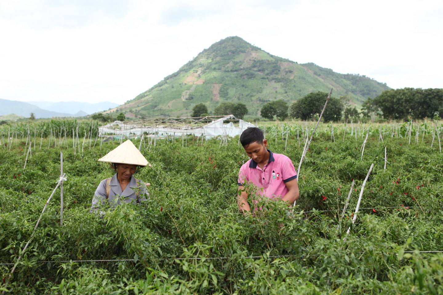 The Thiem's harvesting the red chili peppers in the pilot farm.