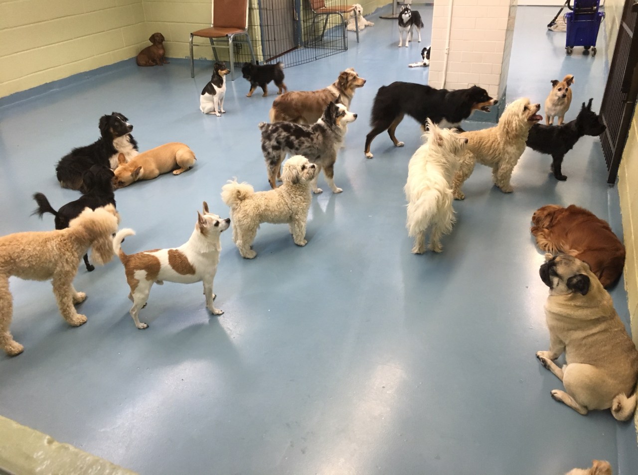 Pets Are Basically People Fortune