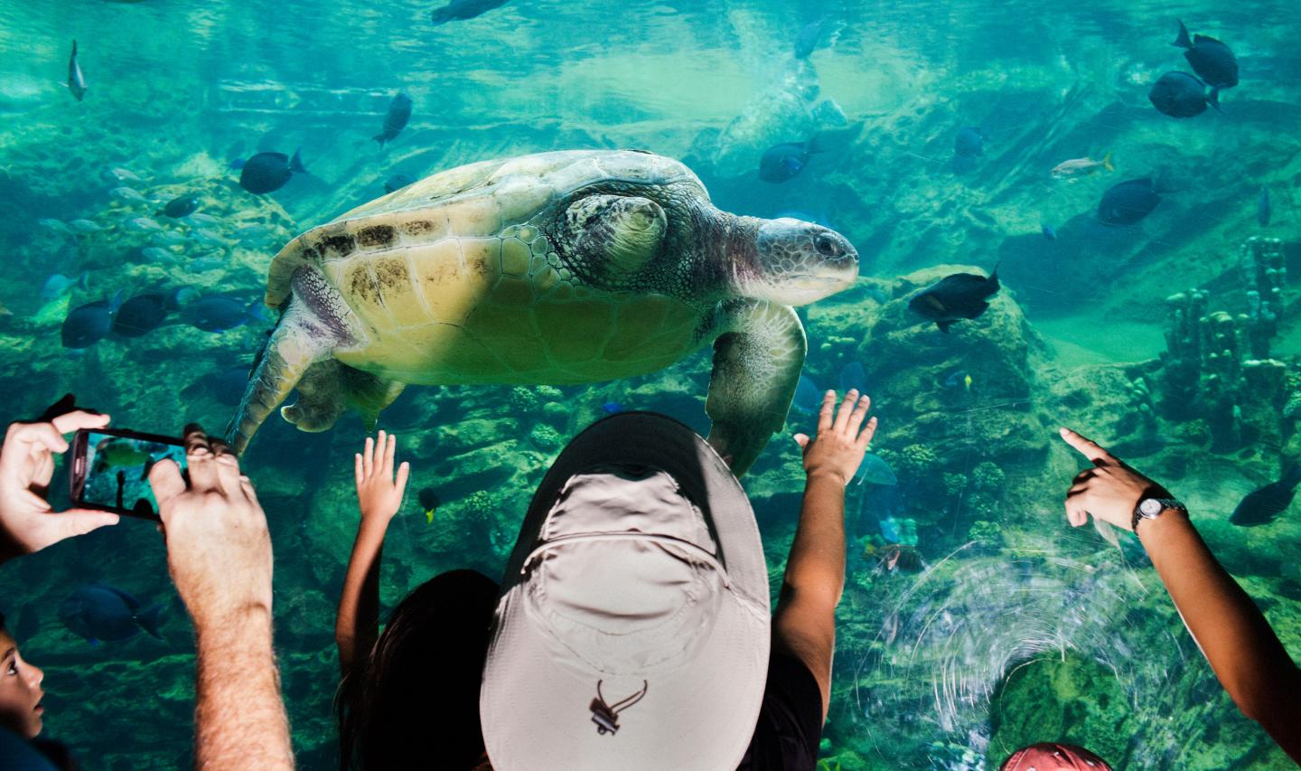 Guests get up close to sea turtles at "TurtleTrek," an attraction that educates visitors on the species' plight in the wild.