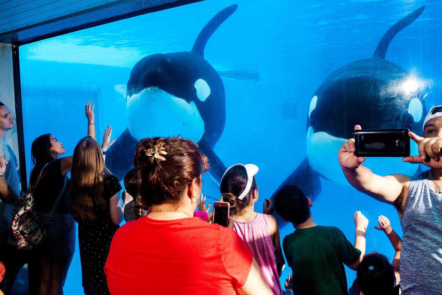Killer whales and trained-animal shows have been star attractions at SeaWorld's theme parks, but controversy triggered by a whale trainer's death in 2010 has dragged the company down. 