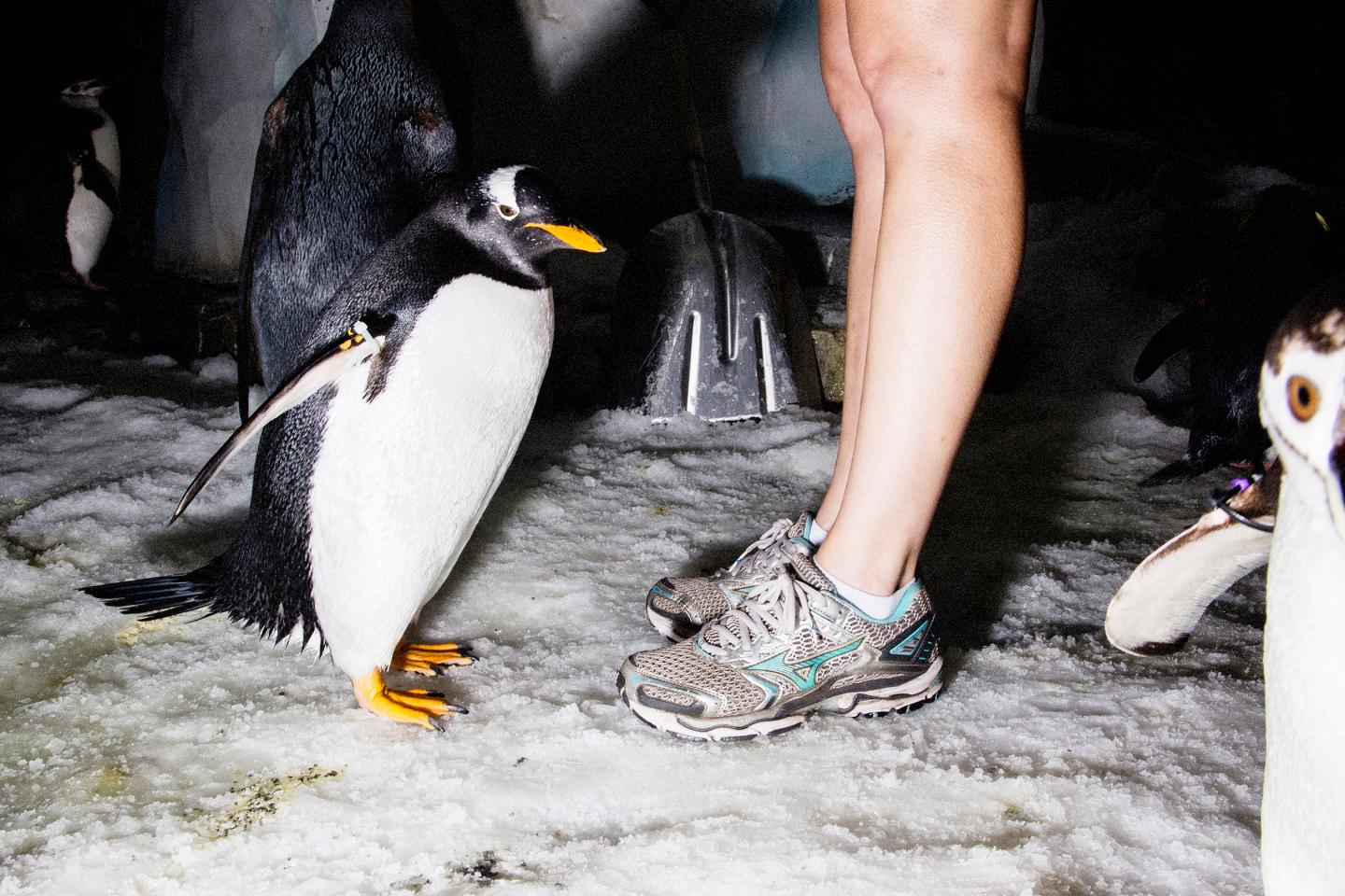 Manby’s strategy puts more emphasis on animals like Gentoo penguins at SeaWorld's Antartica: Empire of the Penguin.