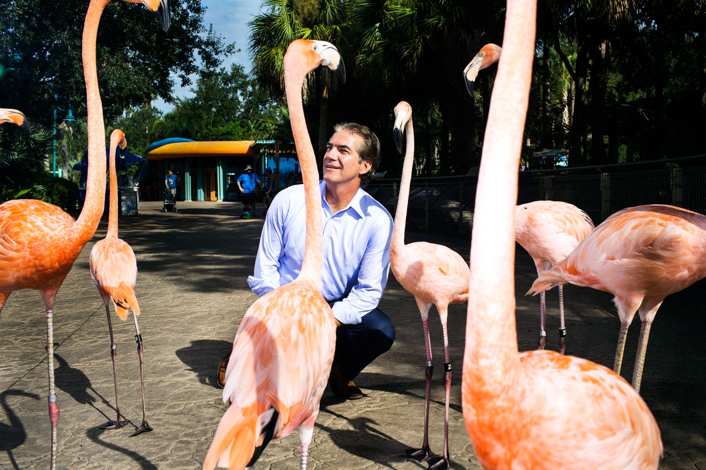 ORLANDO - AUG 8: Joel Manby, CEO, gets a birds eye view of flamingos who were walking through the park with staff at Sea World on Monday, August 8, 2016, in Orlando, Florida. (Photo by Landon Nordeman)