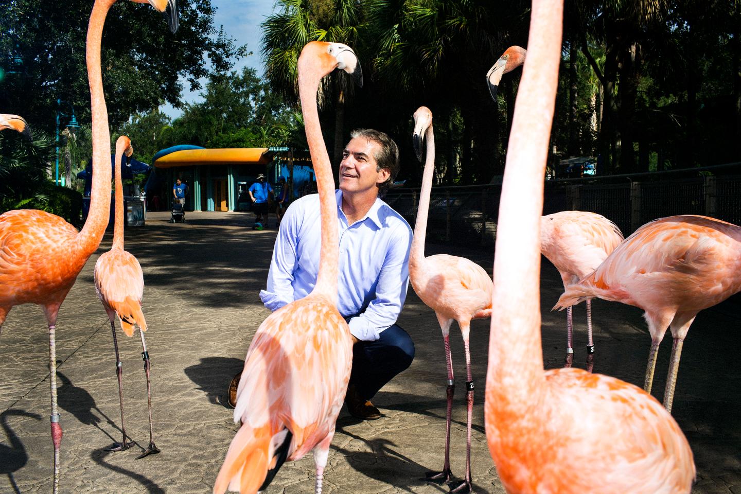 ORLANDO - AUG 8: Joel Manby, CEO, gets a birds eye view of flamingos who were walking through the park with staff at Sea World on Monday, August 8, 2016, in Orlando, Florida. (Photo by Landon Nordeman)