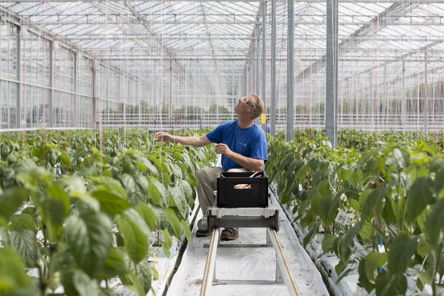 Fruit And Vegetable Seed Production Inside Monsanto Co. Seed Valley Greenhouses