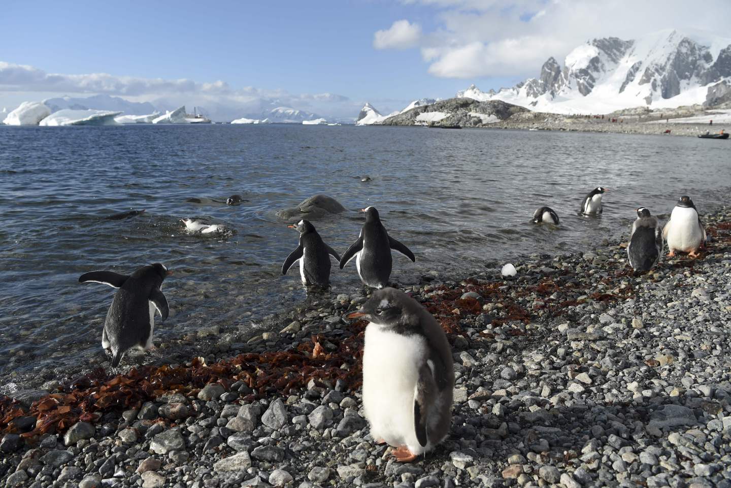 ANTARCTICA-ENVIRONMENT-KRILL-PENGUINS