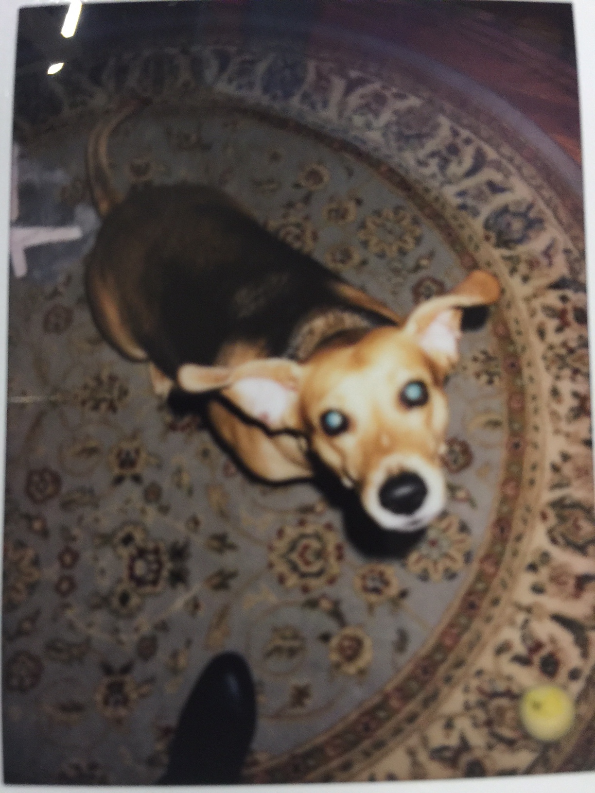 picture-without-google-photo-scan