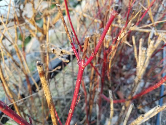 galaxy-s7-edge-camera-sample-3