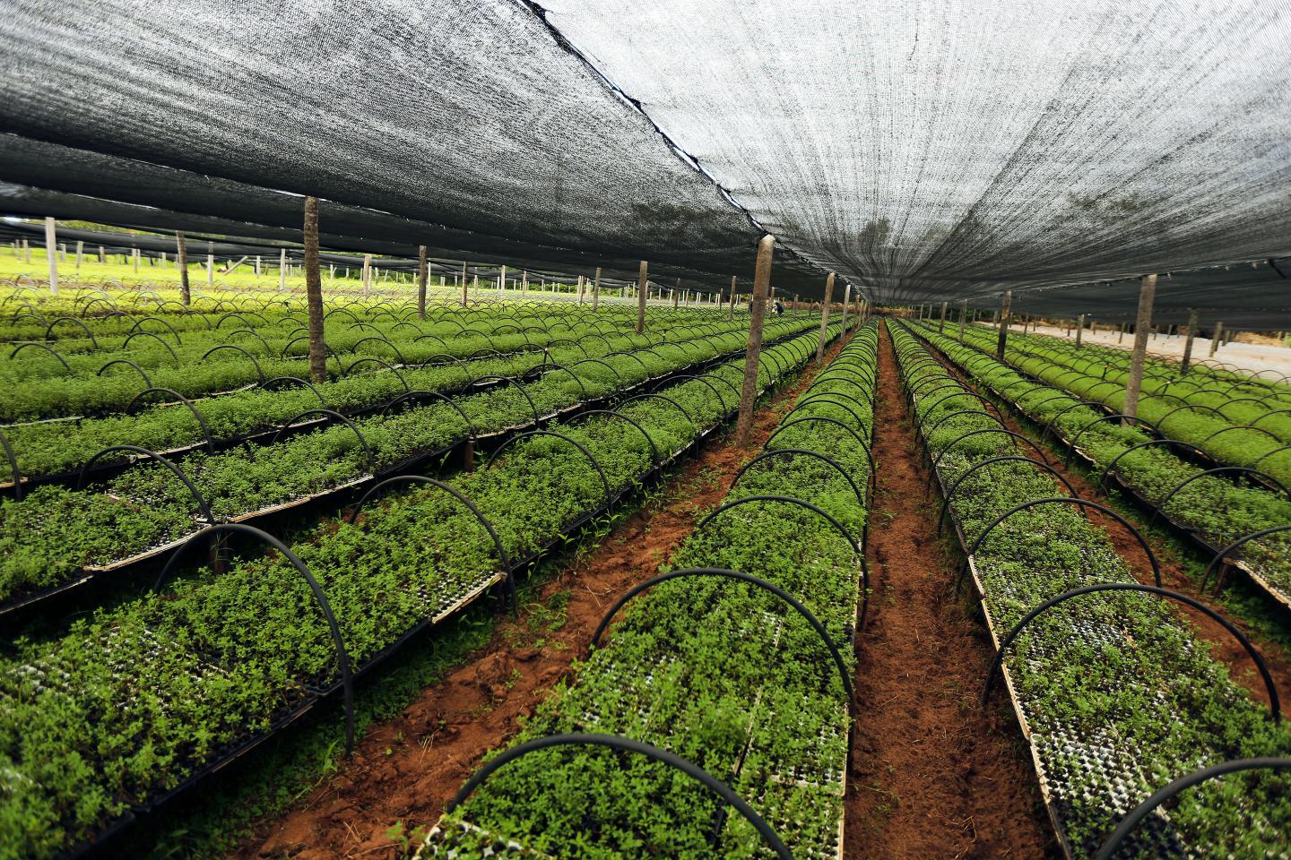 Stevia seedlings are seen at a plantation in Santani