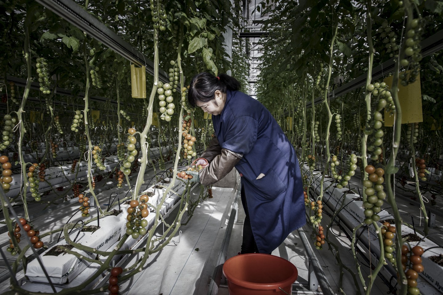 Operations At The High-Tech Indoor Cofco Wisdom Farm