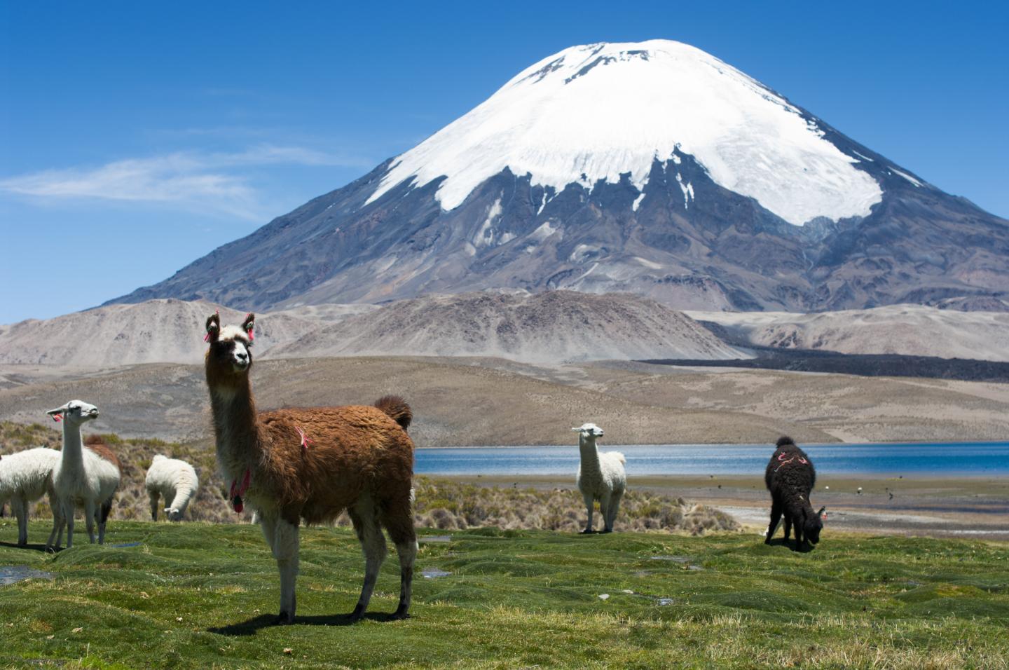 Parinacota volcano